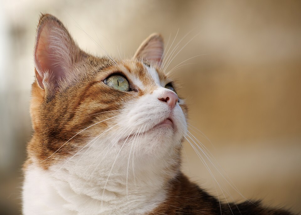 Close-up portrait of a calm domestic cat